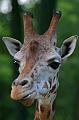 Zoo Schmiding 046